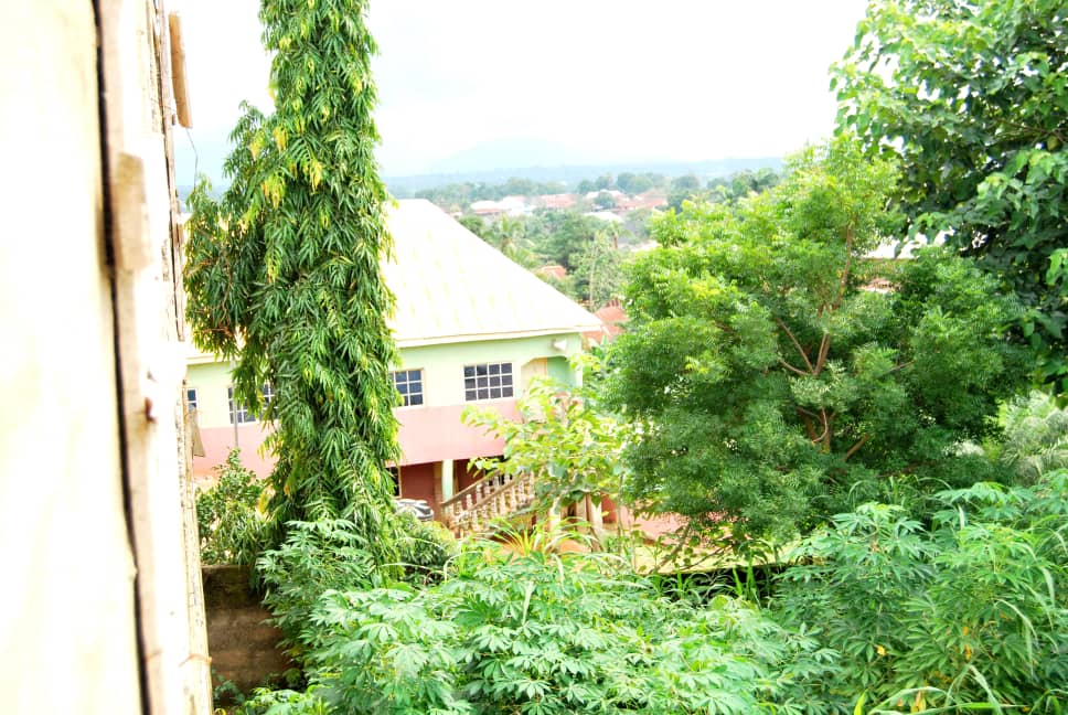 Leafy hillside view near a building